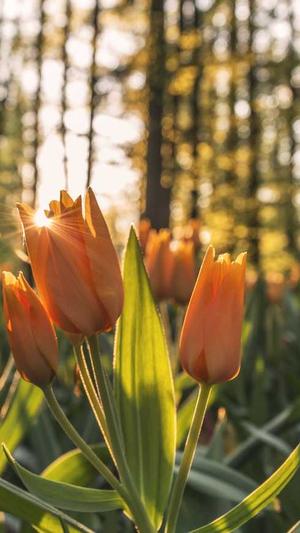 刘人语黑料截图1