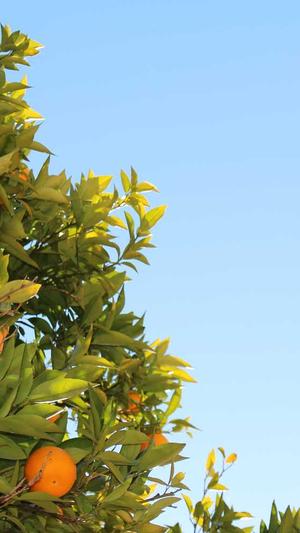 幸福一家人吃瓜的视频截图4