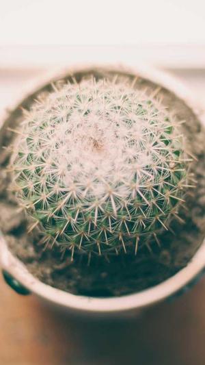 吃哈密瓜会不会长胖截图1