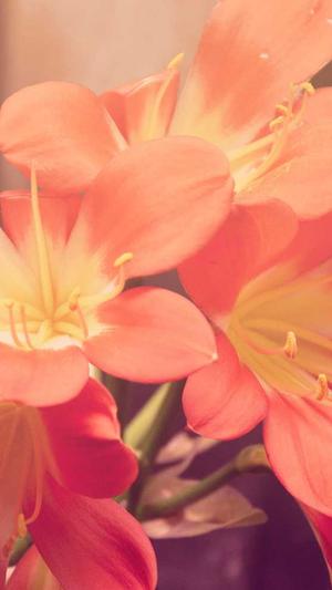 51黑料吃瓜网截图2