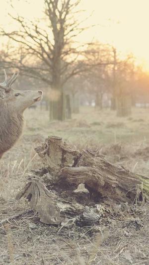 黑料爆料网站截图2