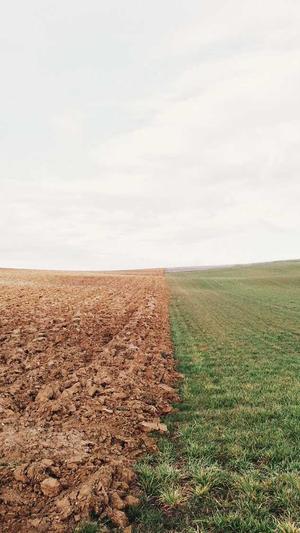 哈密瓜可以蒸着吃吗截图2